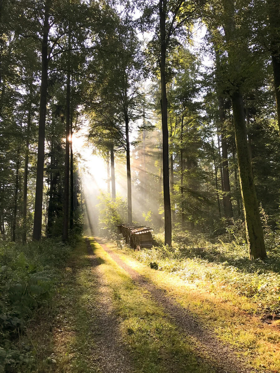 Sonnenstrahlen im morgendlichen Wald.